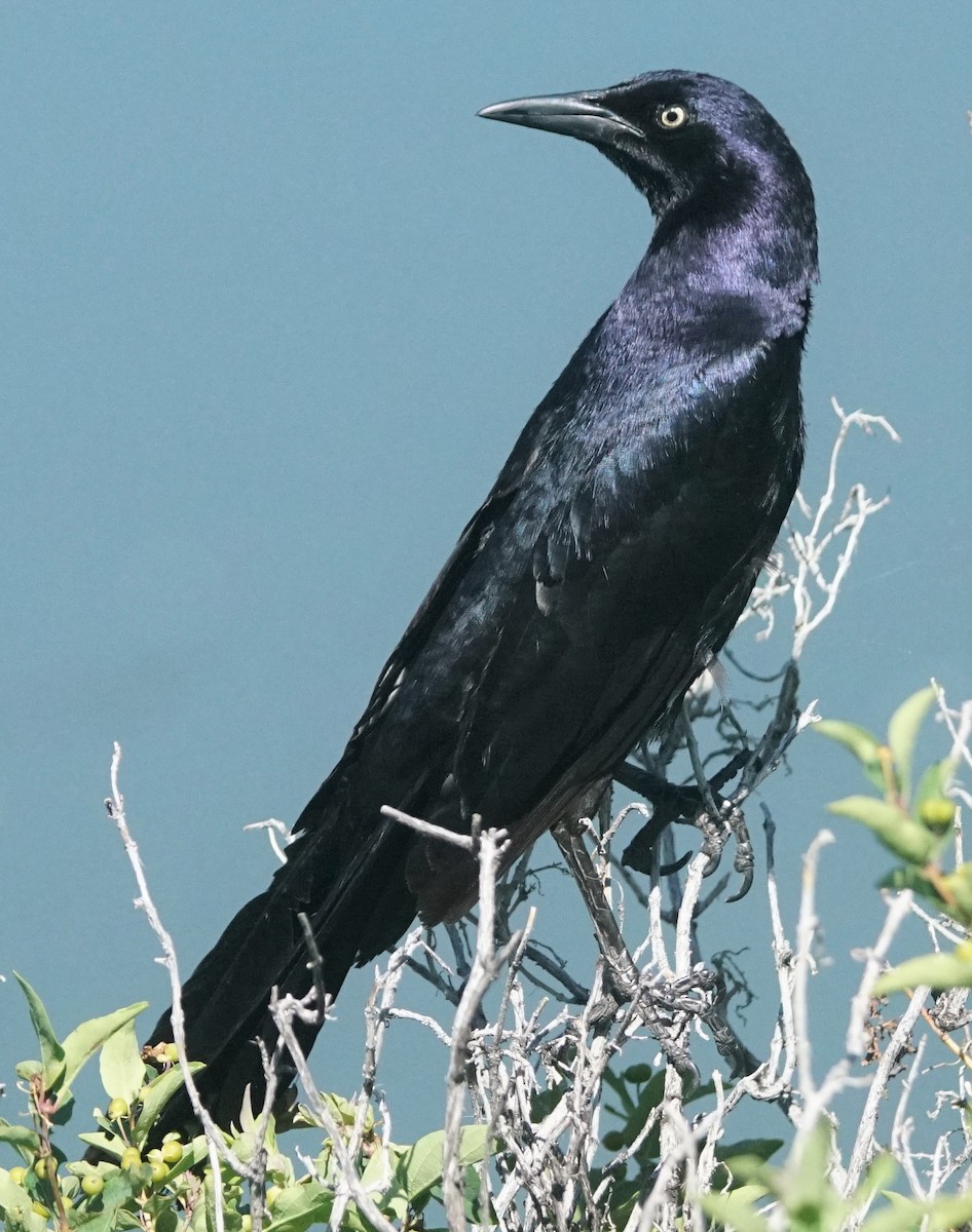 Great-tailed Grackle - ML468356481