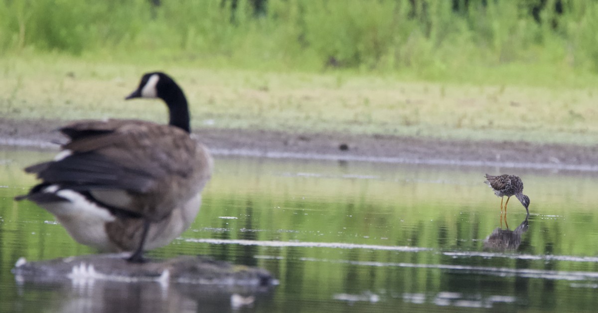 Canada Goose - ML468356661