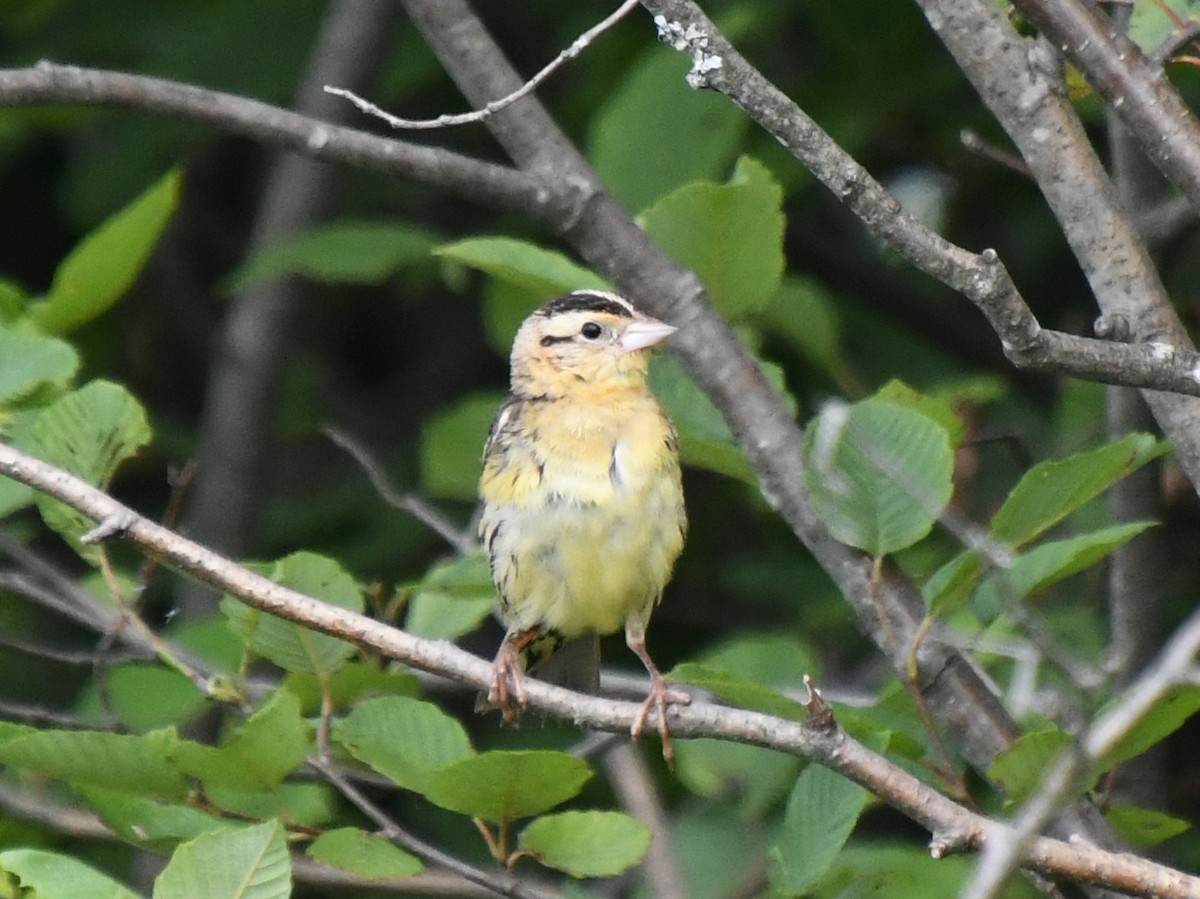 Bobolink - ML468356681