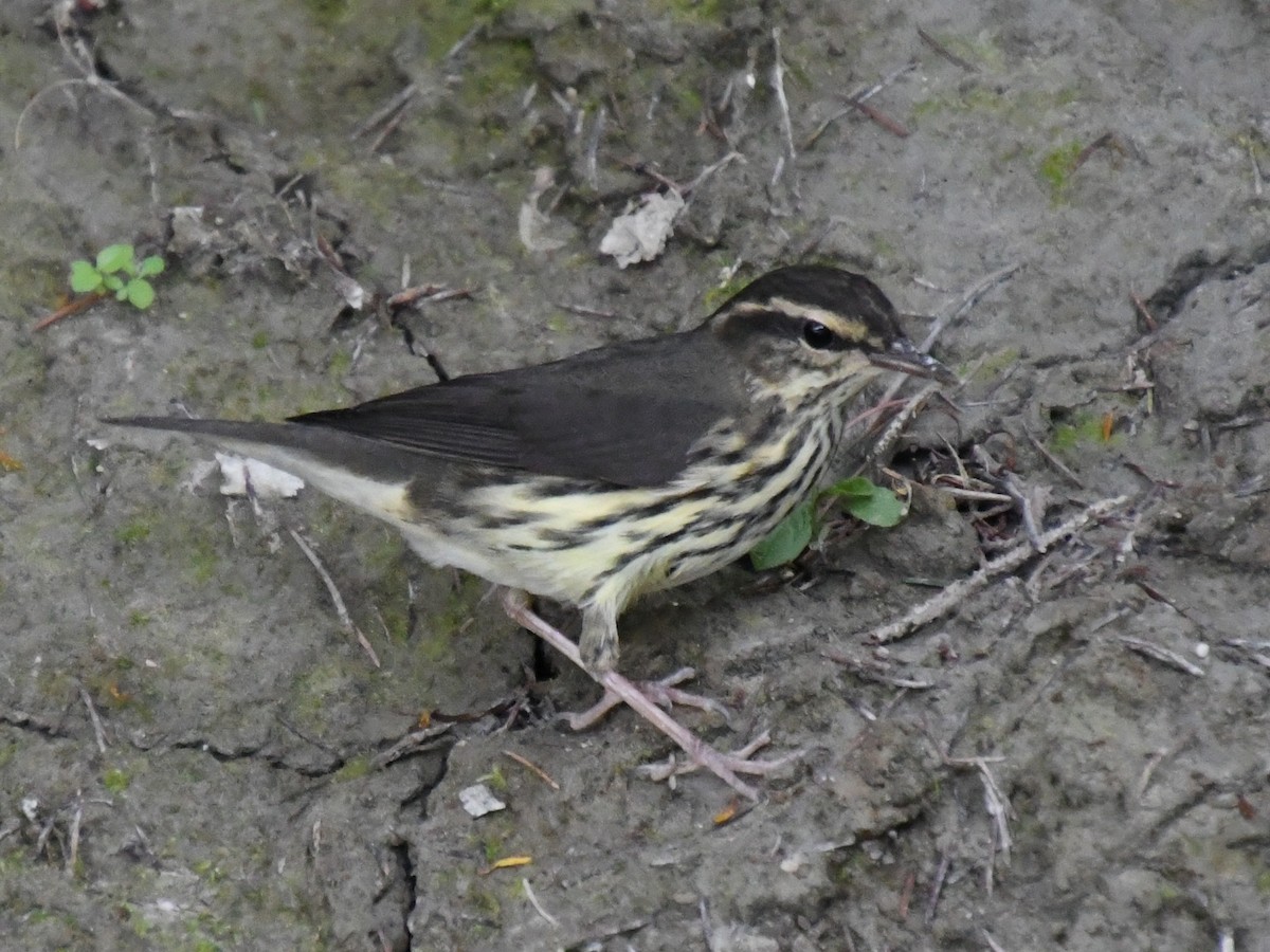 Northern Waterthrush - ML468356911