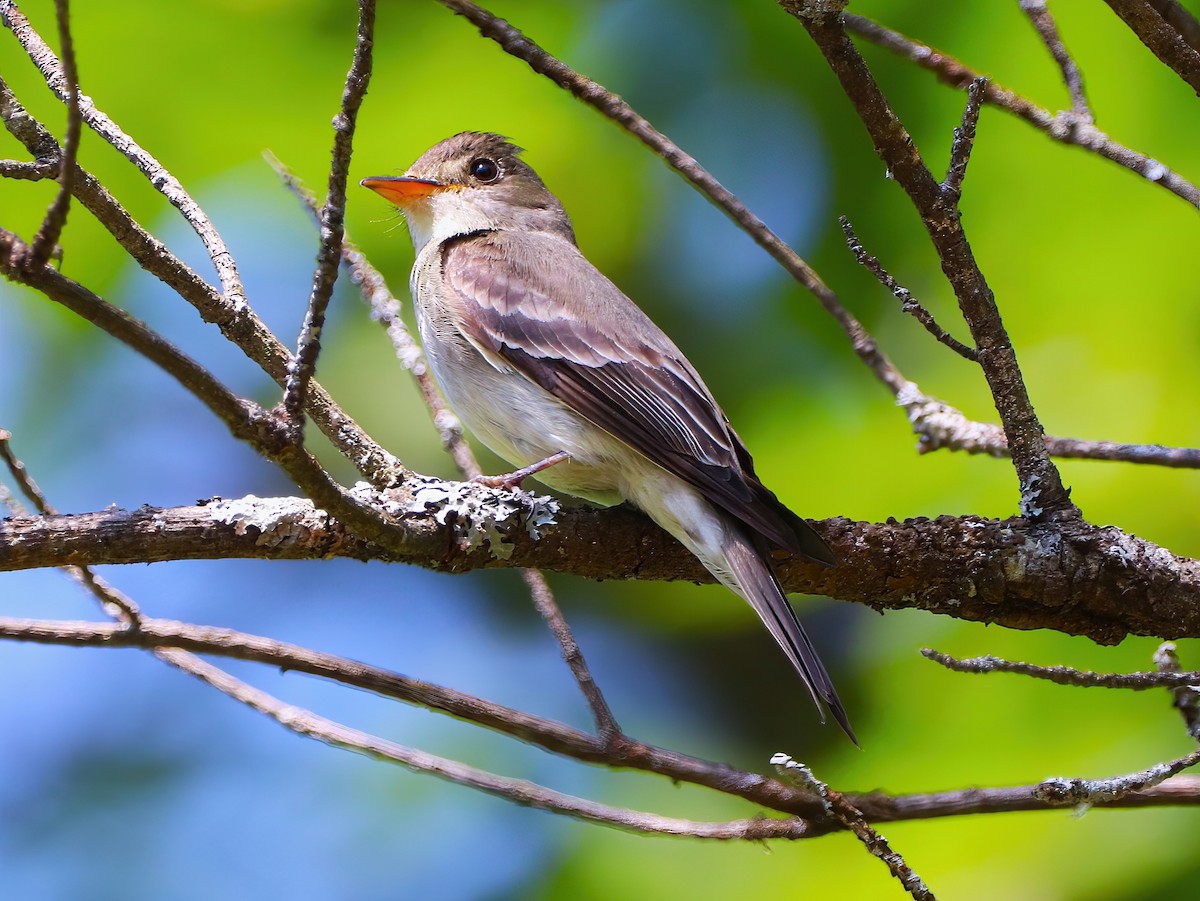 Eastern Wood-Pewee - ML468357751