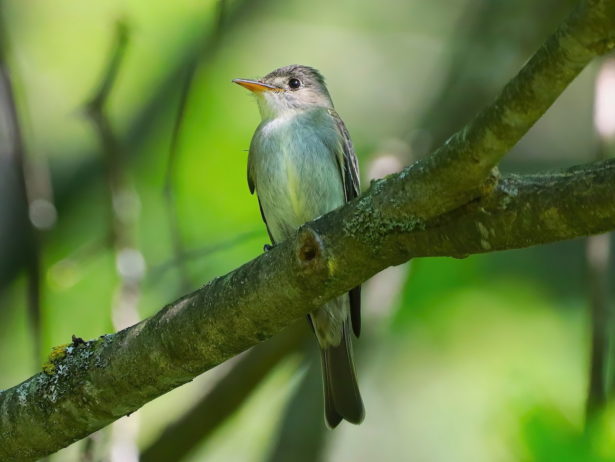 Eastern Wood-Pewee - ML468357761