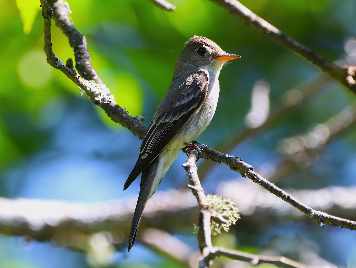 Eastern Wood-Pewee - ML468357771