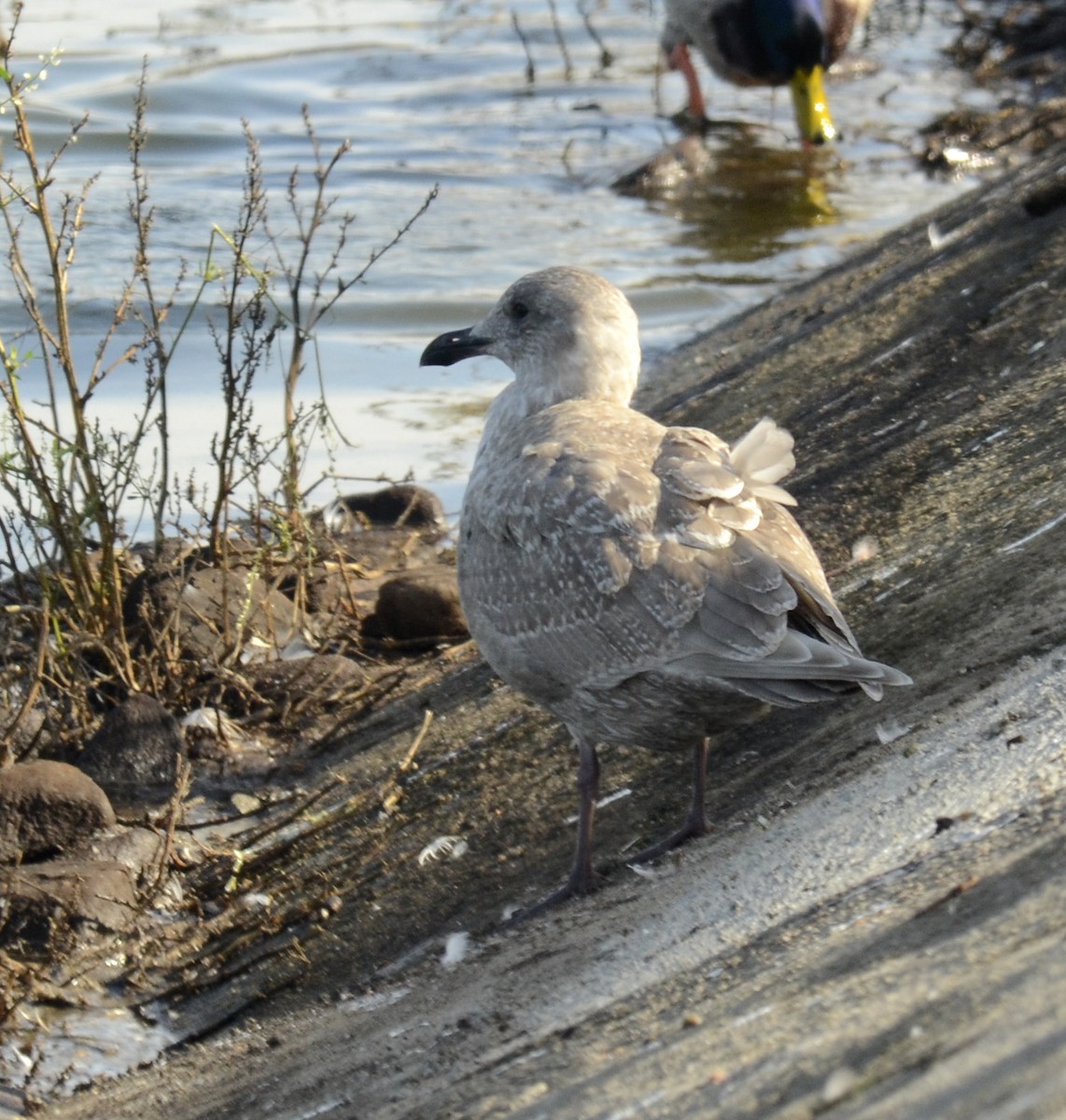 Glaucous-winged Gull - ML468358331