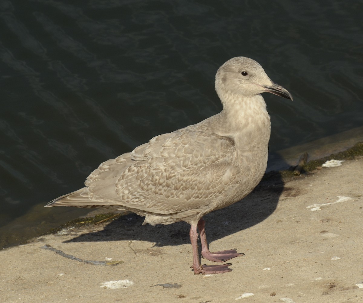 Glaucous-winged Gull - ML468358361