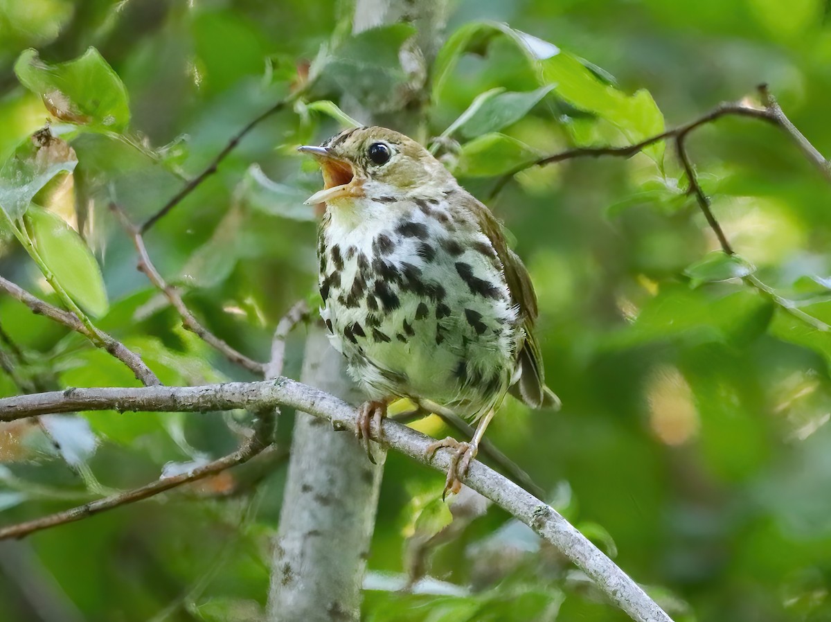 Ovenbird - ML468358581