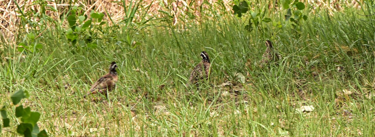 Northern Bobwhite - ML468359011