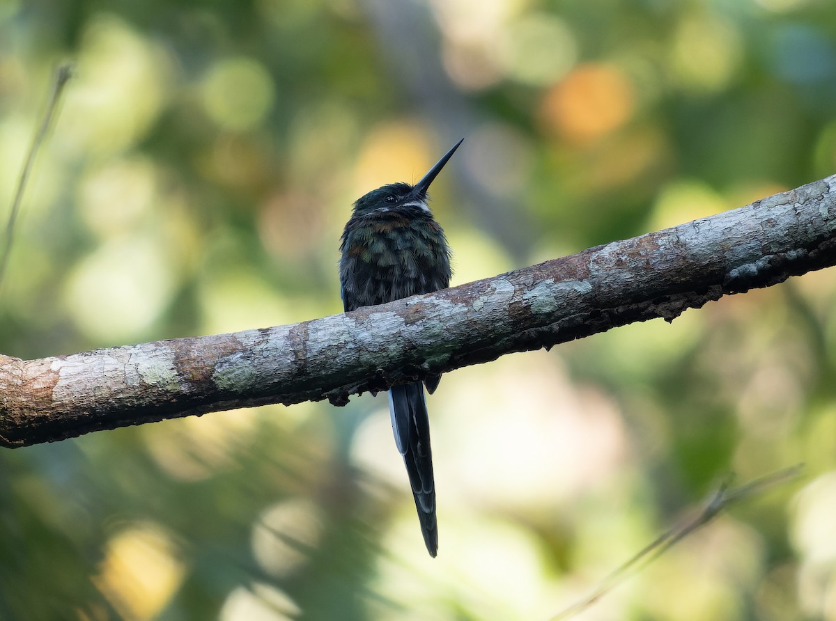 Bronzy Jacamar - Simon Colenutt