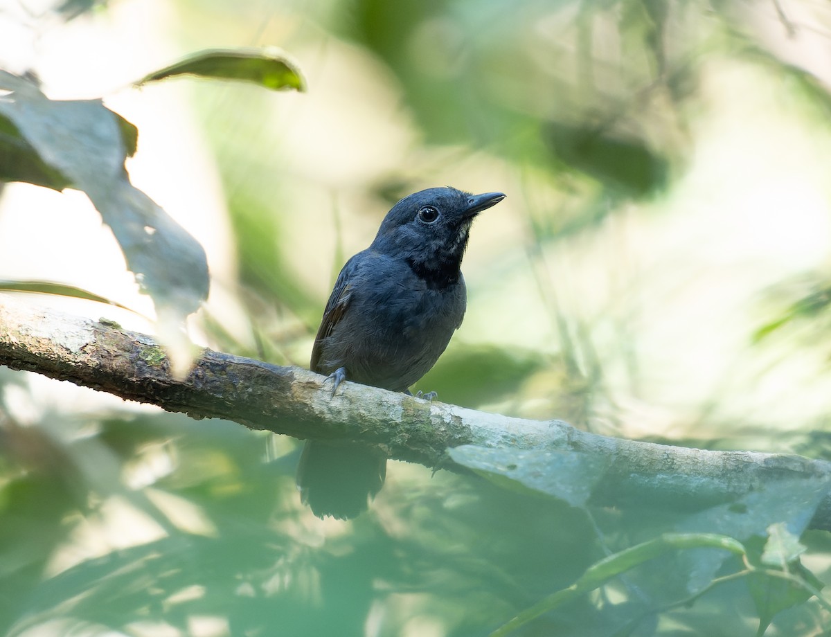 Saturnine Antshrike - Simon Colenutt