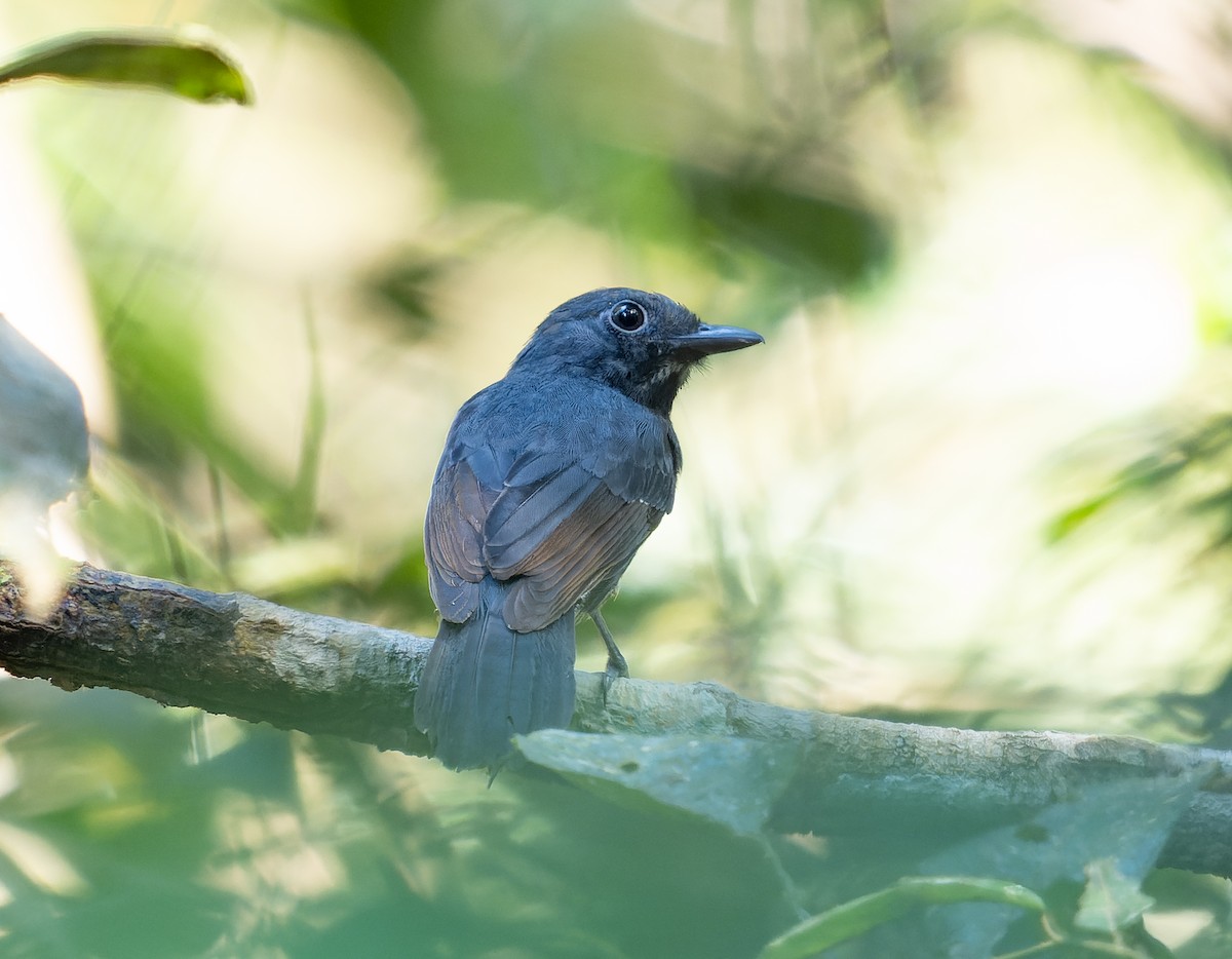 Bauchflecken-Ameisenvogel - ML468359691