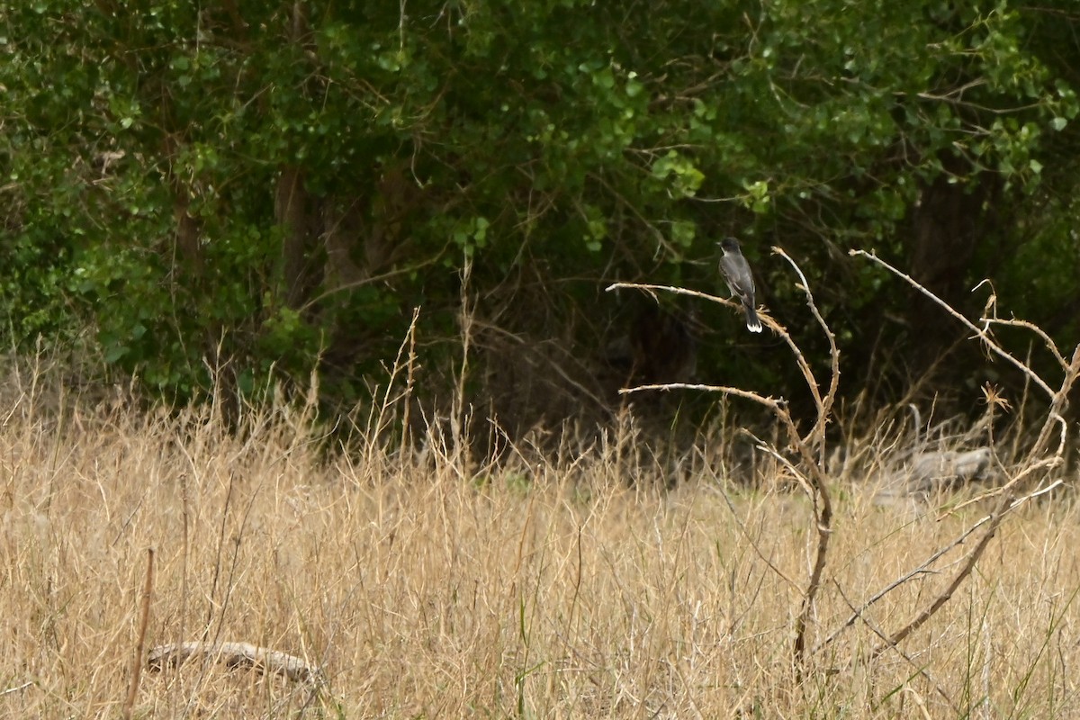 Eastern Kingbird - Jeffrey Gray