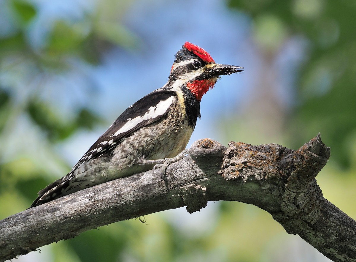 Red-naped Sapsucker - ML468361501