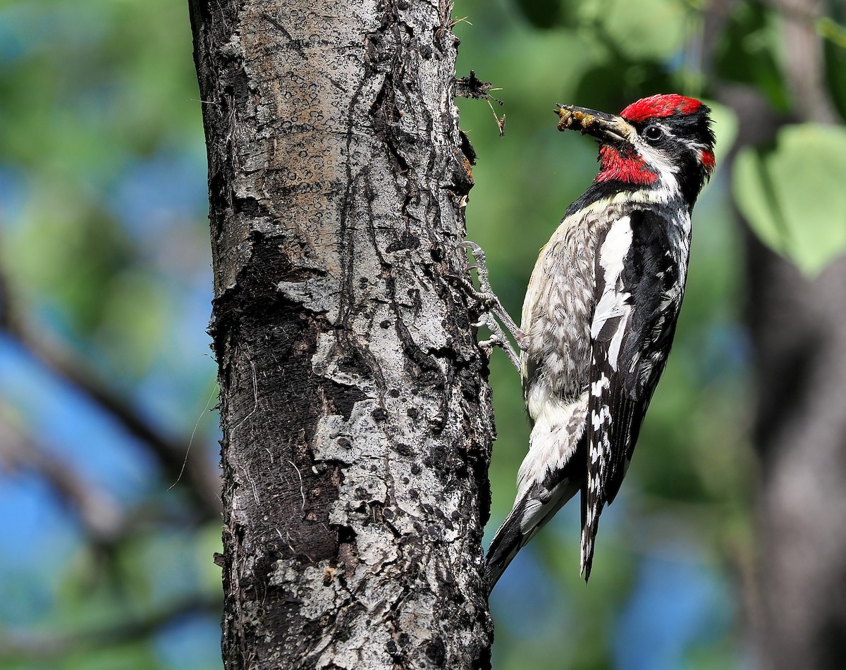 Red-naped Sapsucker - ML468361581