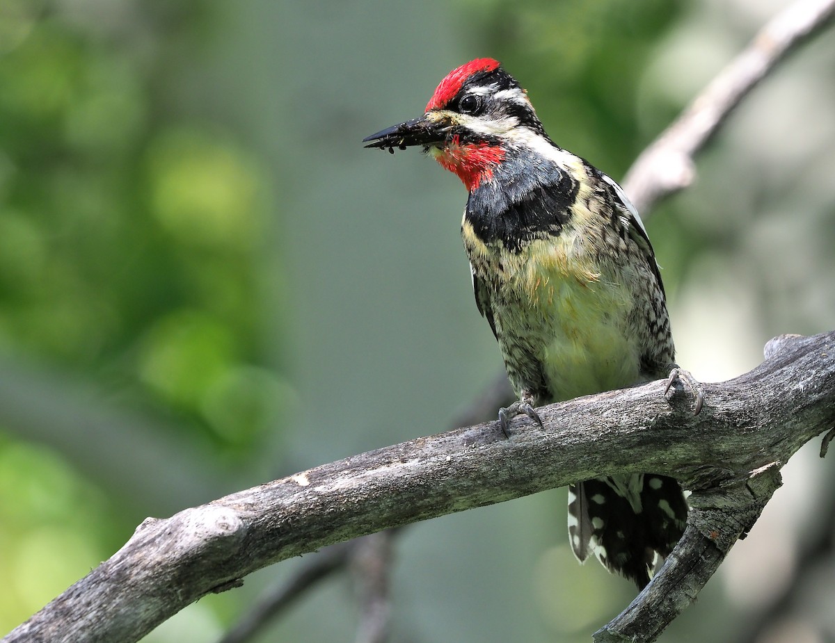 Red-naped Sapsucker - ML468361761