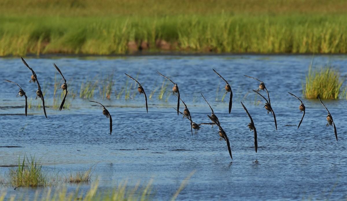 Short-billed Dowitcher - ML468364251