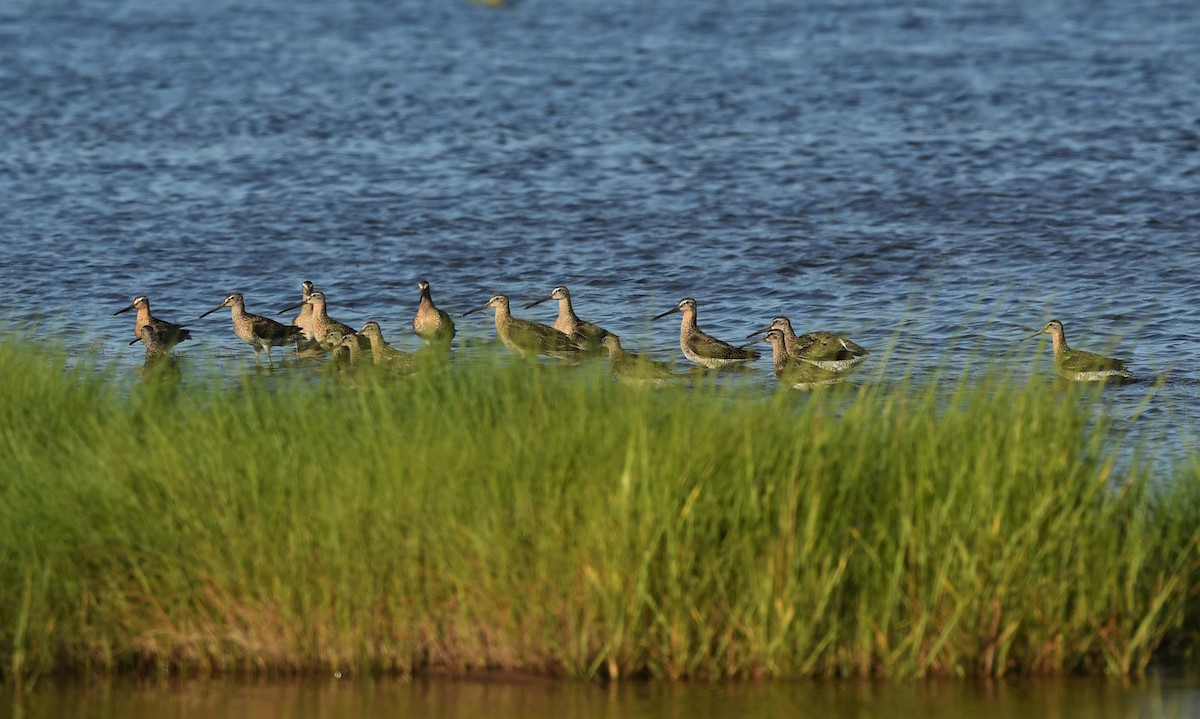 Short-billed Dowitcher - ML468364261