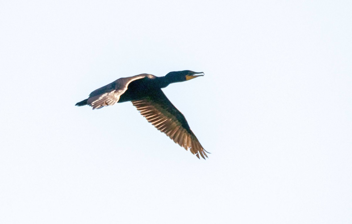 Double-crested Cormorant - ML468367041