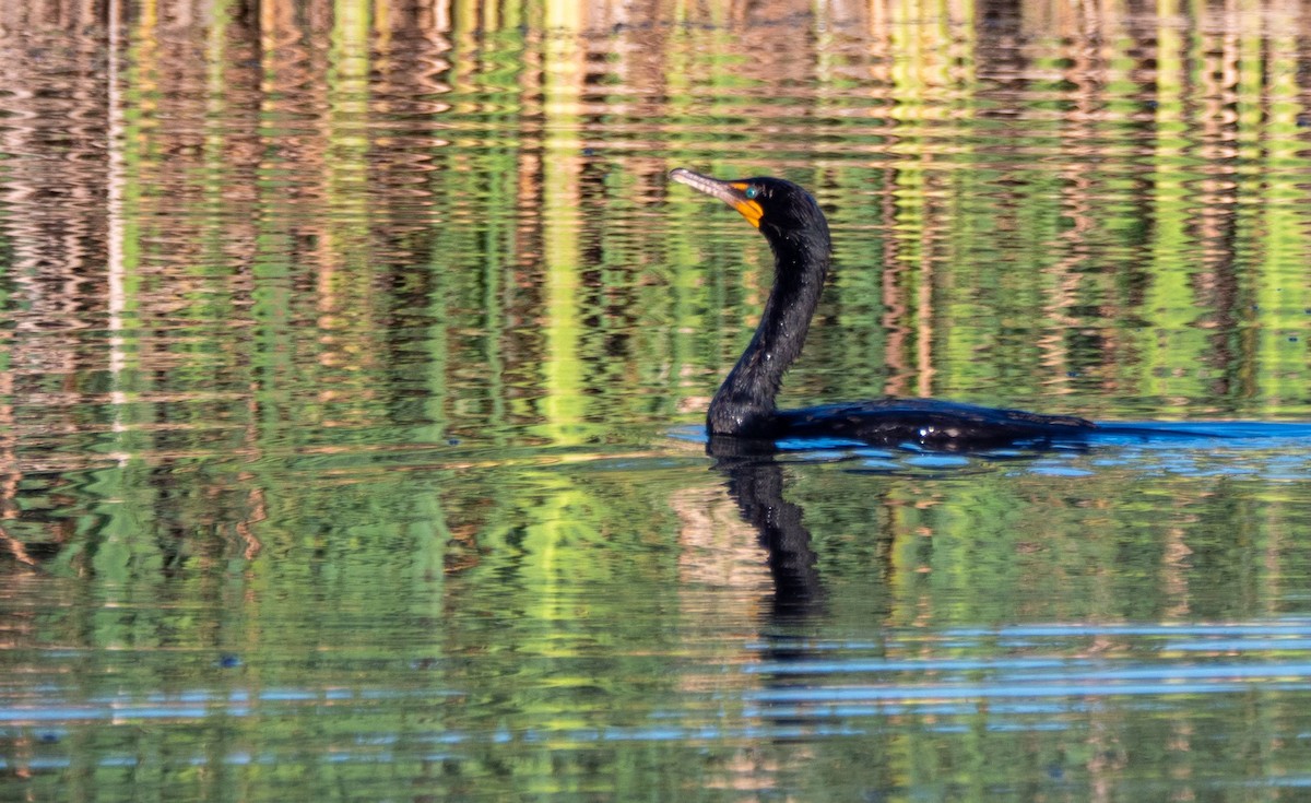 Cormoran à aigrettes - ML468367061