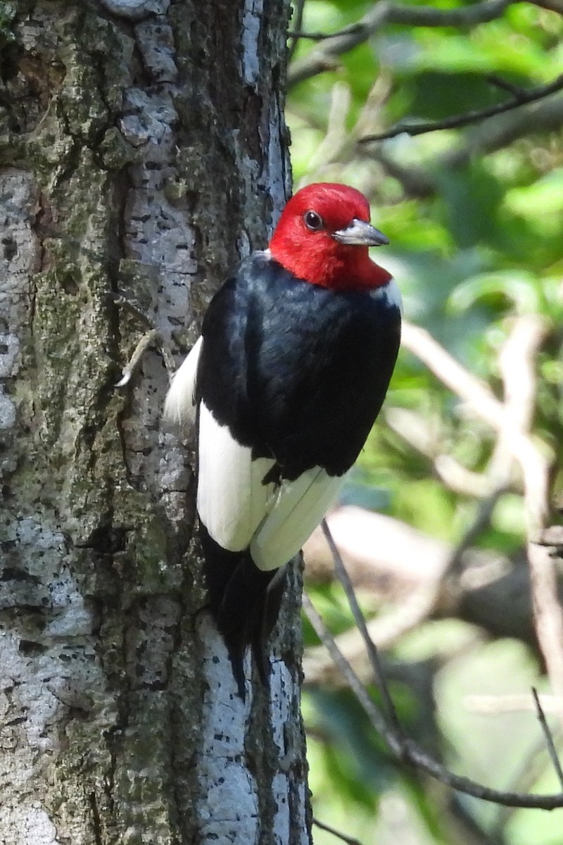 Red-headed Woodpecker - ML468367561