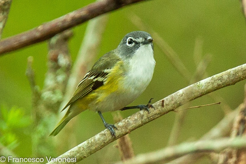 Blue-headed Vireo - Francesco Veronesi