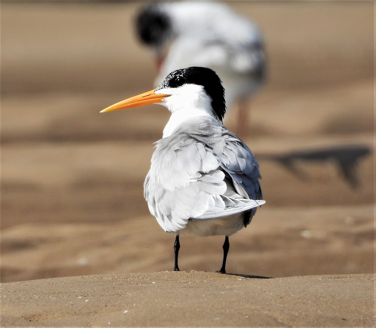 Lesser Crested Tern - Faustino Chamizo Ragel