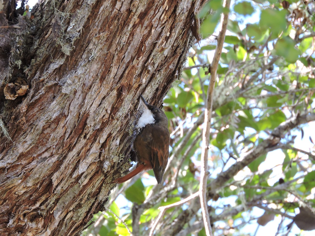 White-throated Treerunner - Carlos Cabrera