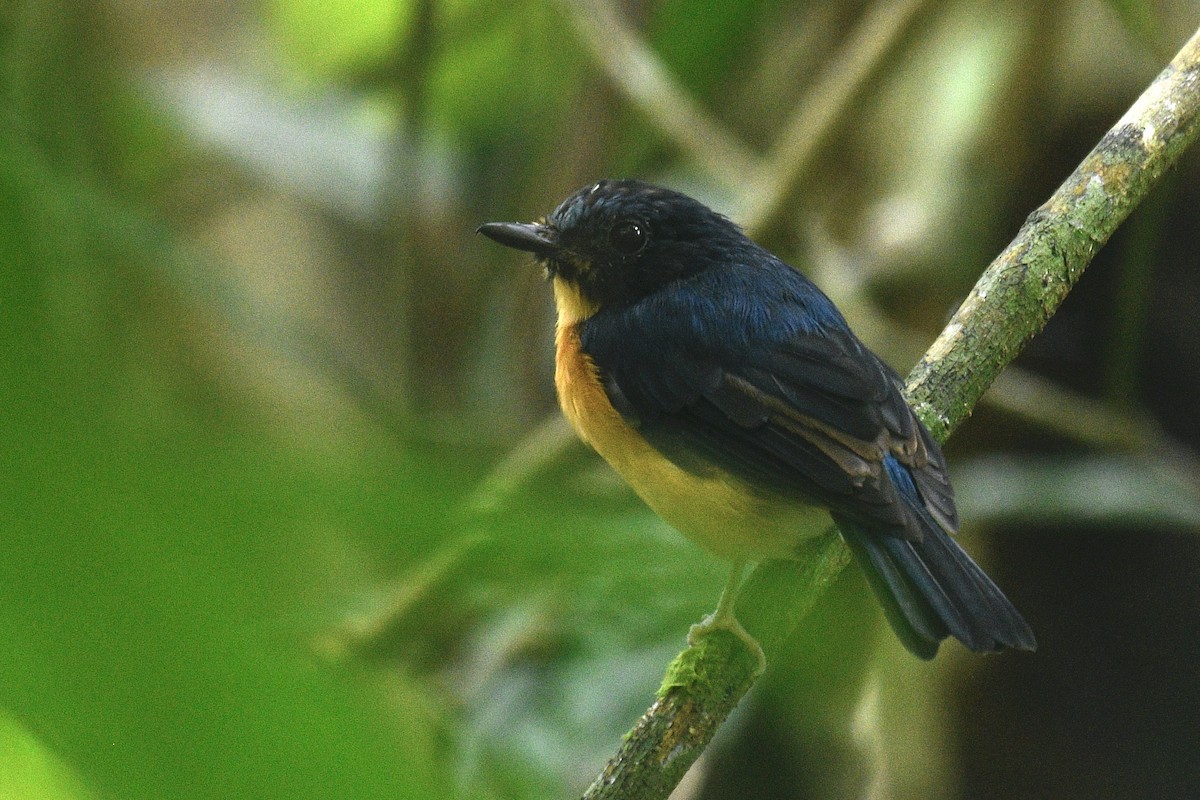 Sunda Blue Flycatcher - ML468369231