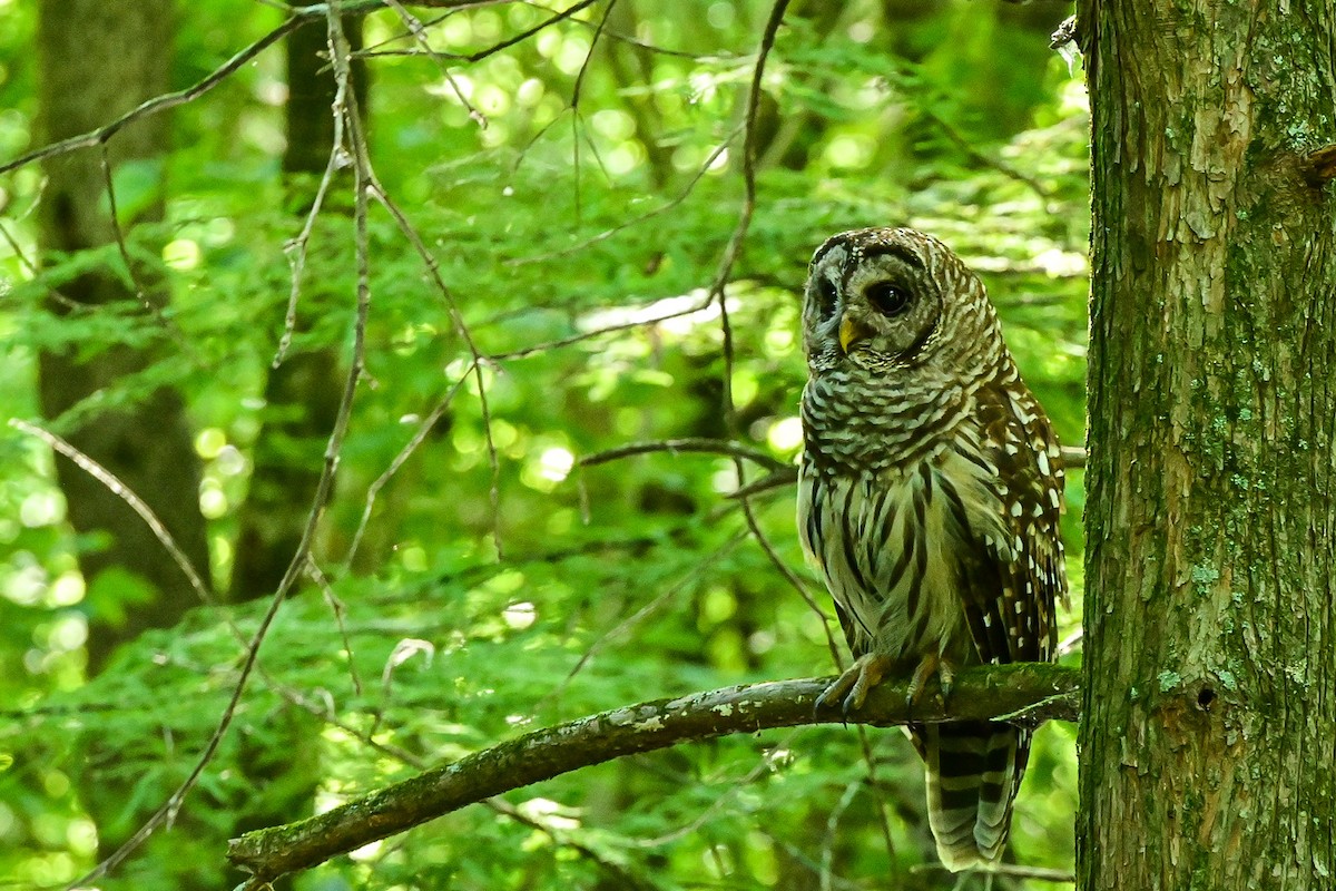 Barred Owl - ML468369381