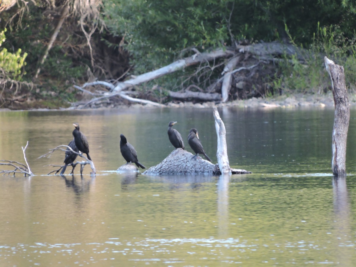 Neotropic Cormorant - ML468369391