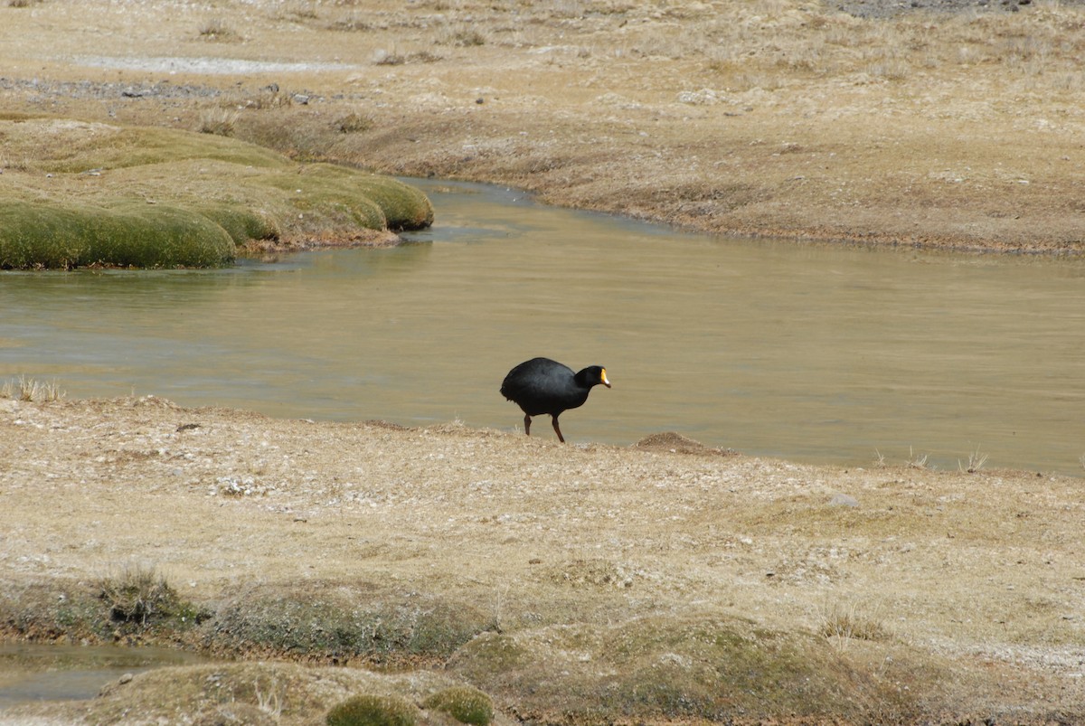 Foulque géante - ML468371351