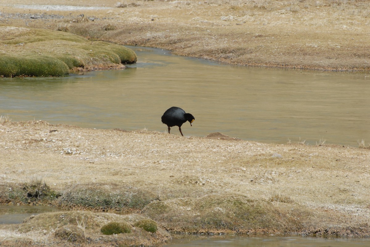 Giant Coot - ML468371381