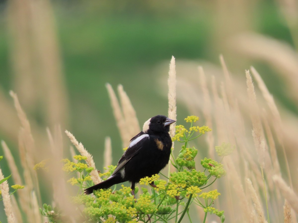 Bobolink - ML468371531