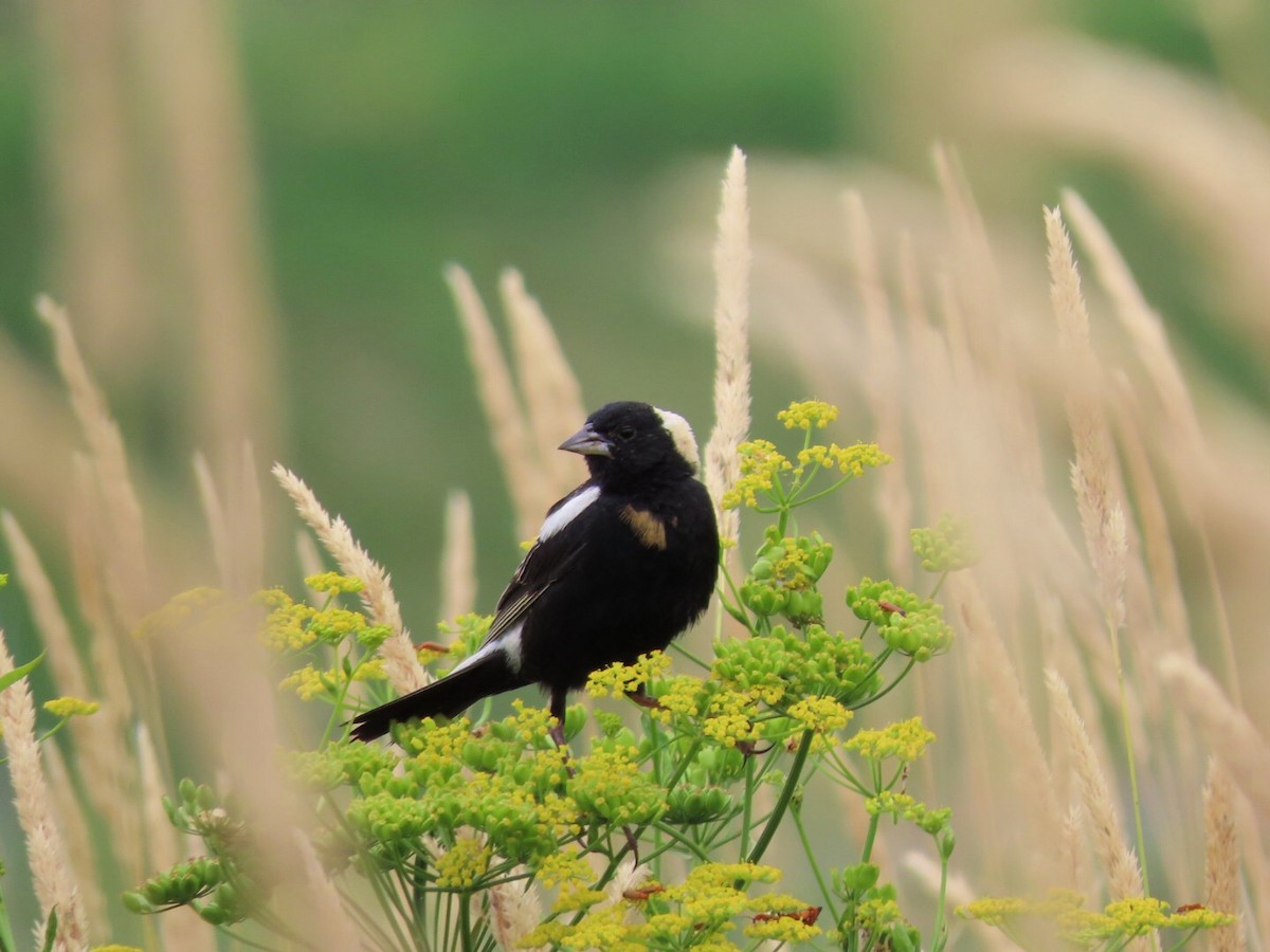 Bobolink - ML468371581