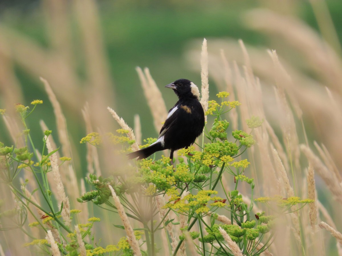 Bobolink - Tania Mohacsi