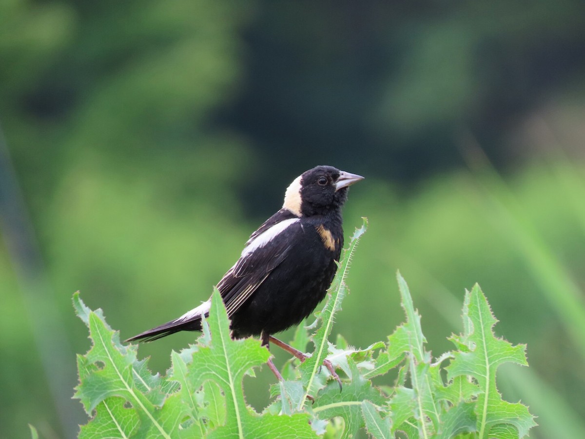 Bobolink - ML468371601