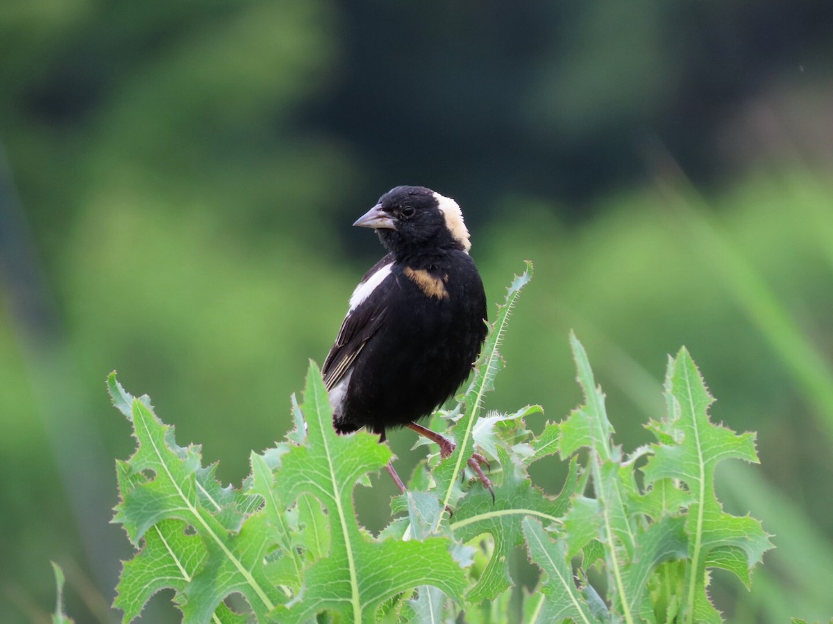 Bobolink - ML468371621