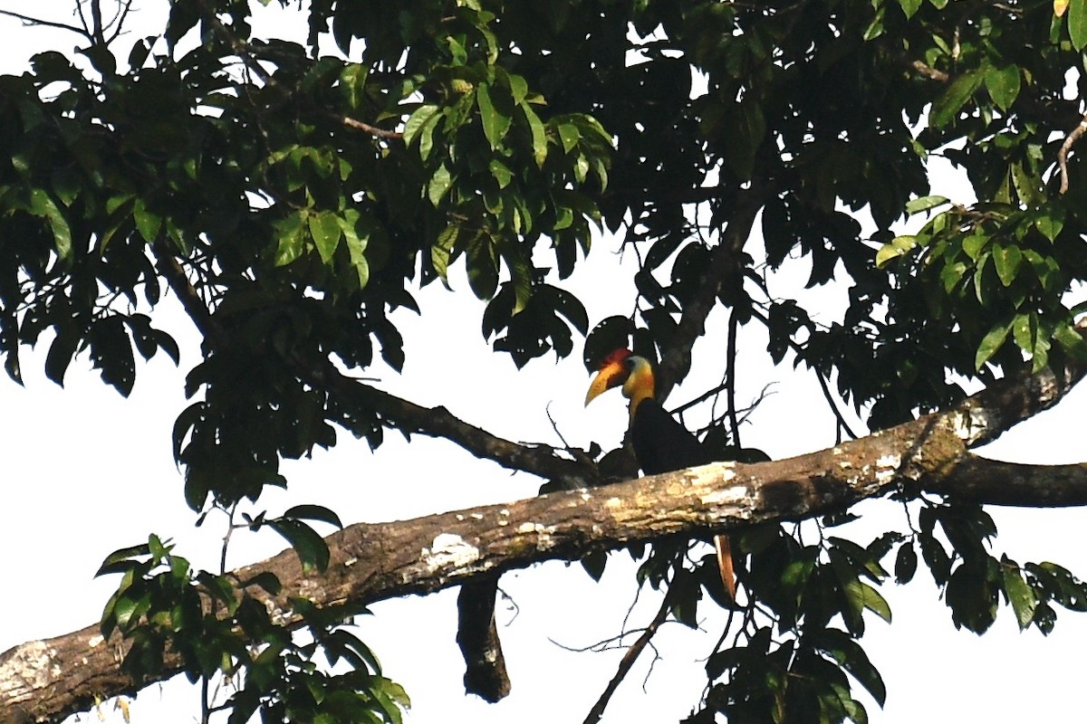 Wrinkled Hornbill - ML468371771