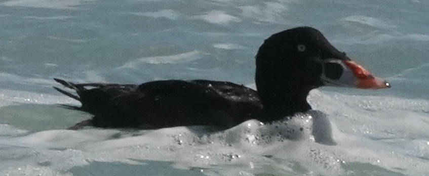 Surf Scoter - ML468373431