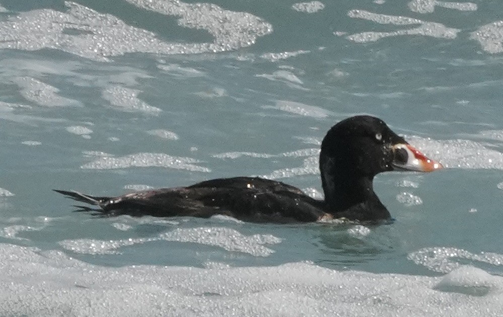 Surf Scoter - Lynn Hui