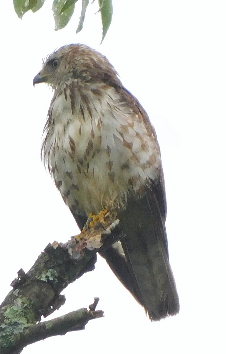 Broad-winged Hawk - Lee Gray