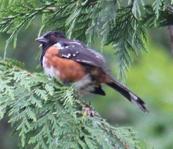 Spotted Towhee - ML468374181