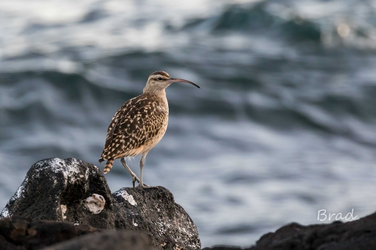 Bristle-thighed Curlew - Brad Argue