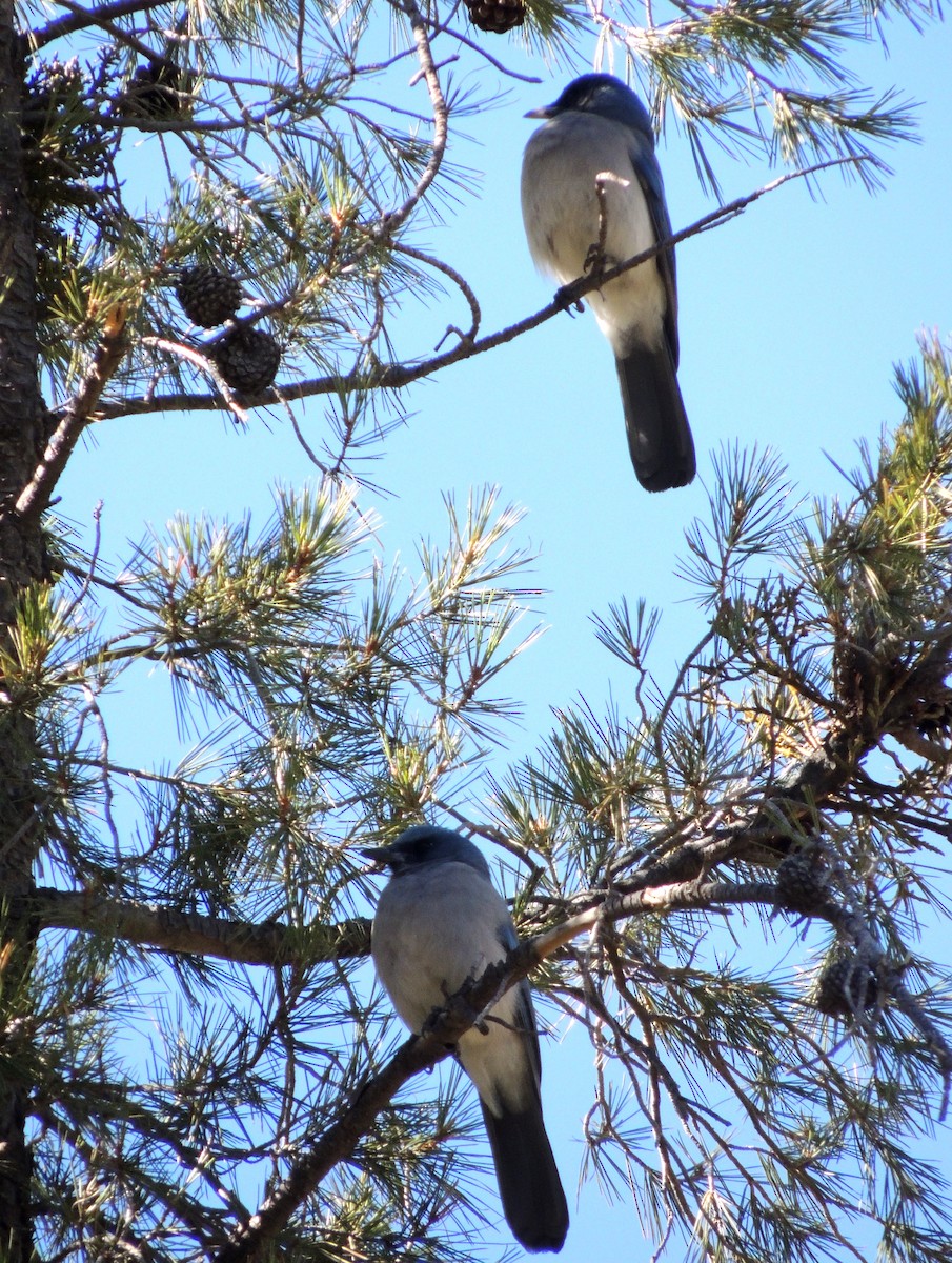Mexican Jay - ML46837571