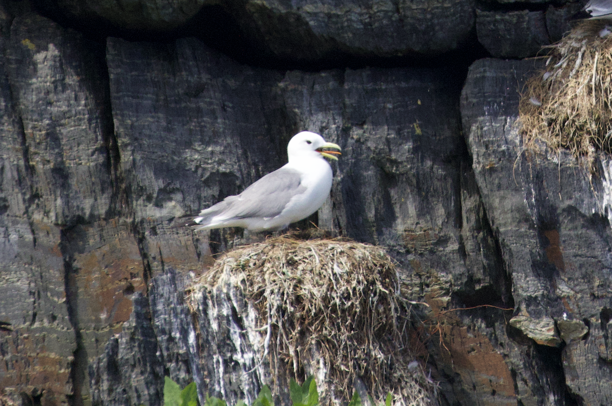 Black-legged Kittiwake - ML468376381