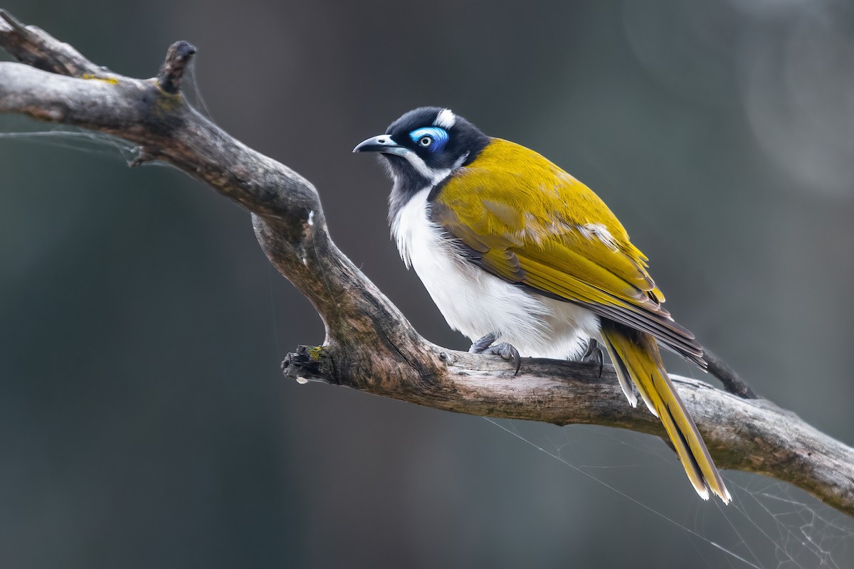 Blue-faced Honeyeater (Blue-faced) - JJ Harrison