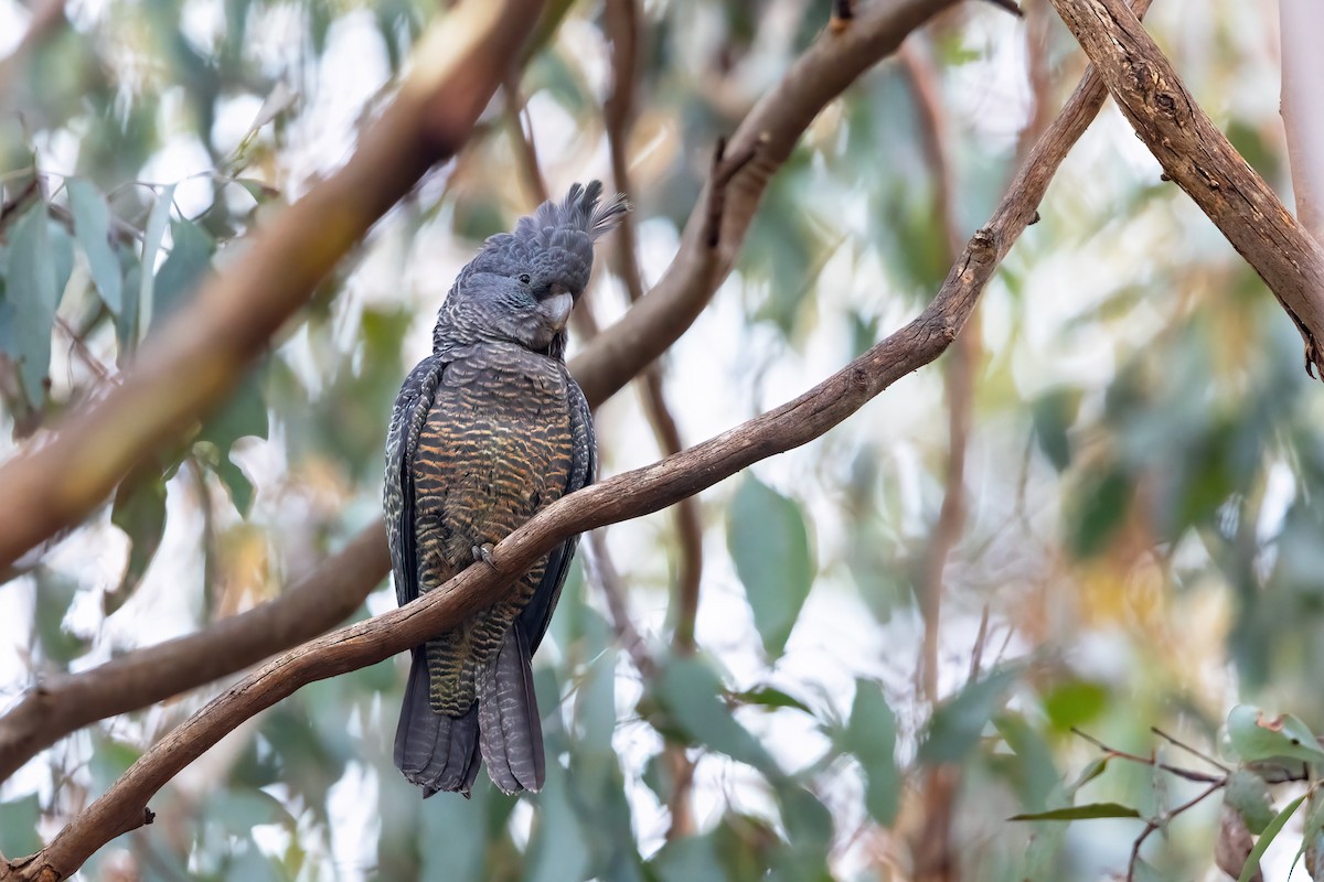 Gang-gang Cockatoo - JJ Harrison