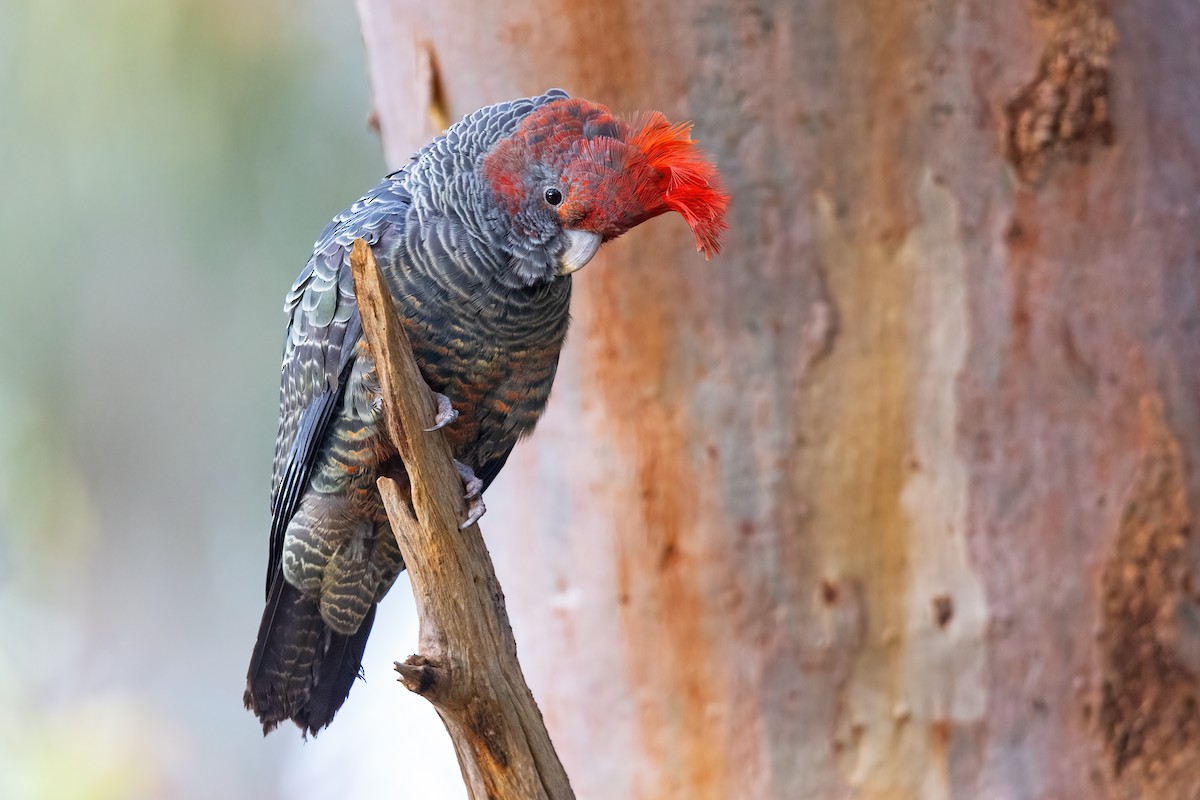 Gang-gang Cockatoo - JJ Harrison