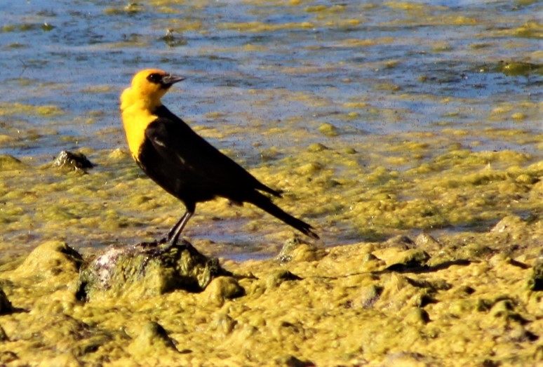 Yellow-headed Blackbird - ML468379261