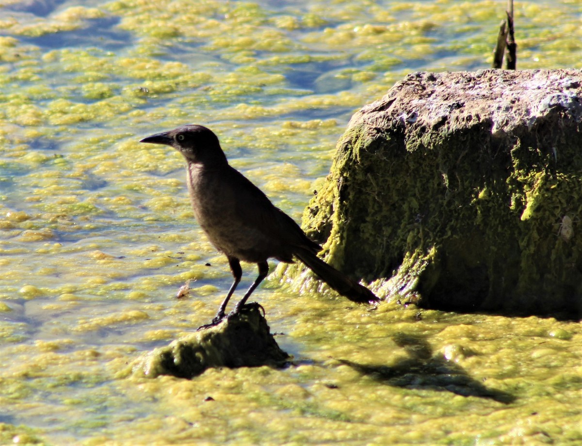 Great-tailed Grackle - ML468379381