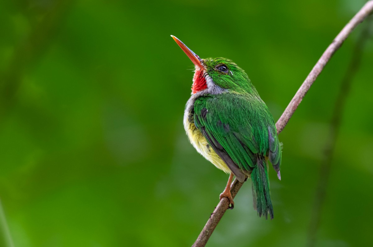 Puerto Rican Tody - ML468380791